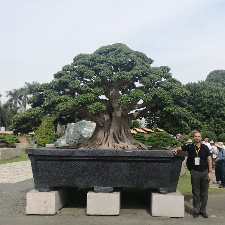 The World s Largest Bonsai  Bonsai  Bark