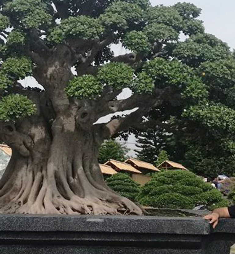 Amazing Huge Bonsai Tree in the world Learn more here 