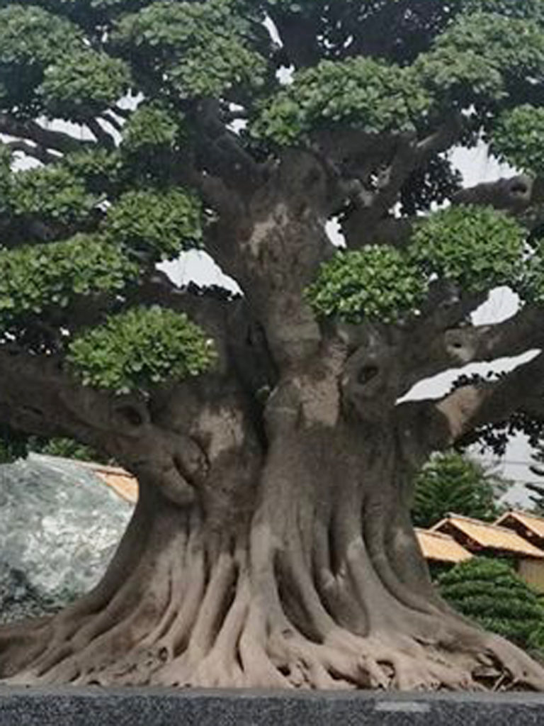 The World’s Largest Bonsai? | Bonsai Bark