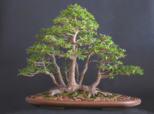 Bonsai Forests – Clump Style | Bonsai Bark