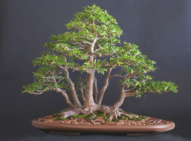 Kabudachi or Multitrunk Style Bonsai - Bonsai Styles