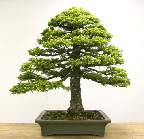 Ezo Spruce by Any Other Name… | Bonsai Bark