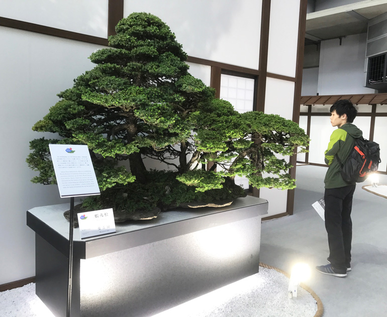 Mixed Forest Bonsai (& Others) by One of the Original Grand Masters ...