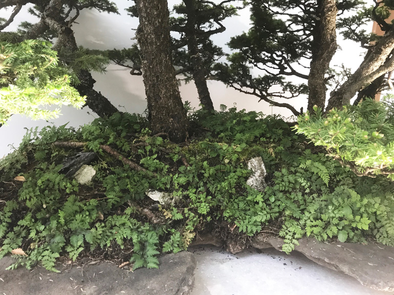 Mixed Forest Bonsai (& Others) by One of the Original Grand Masters ...