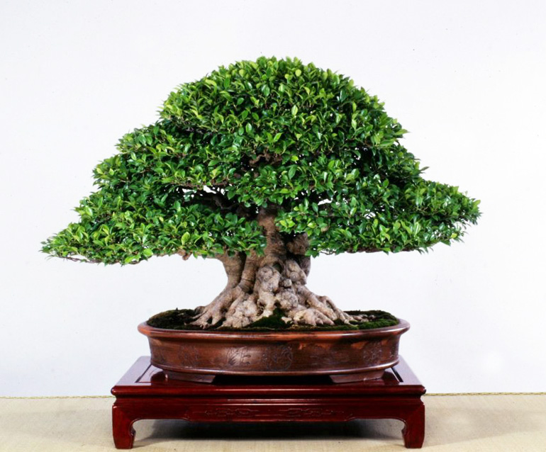 ficus