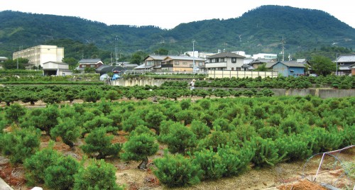 field-growing-pines