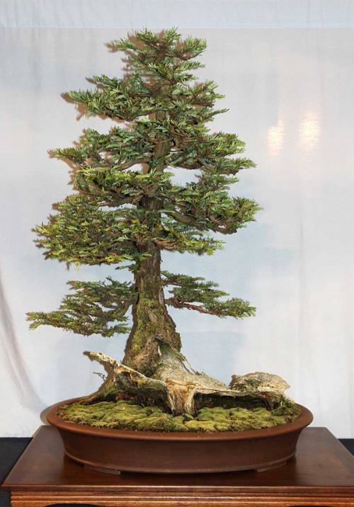 Bonsai Winners Part Three Bonsai Bark