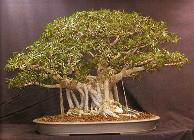 Ficus, the Exotic Bonsai | Bonsai Bark