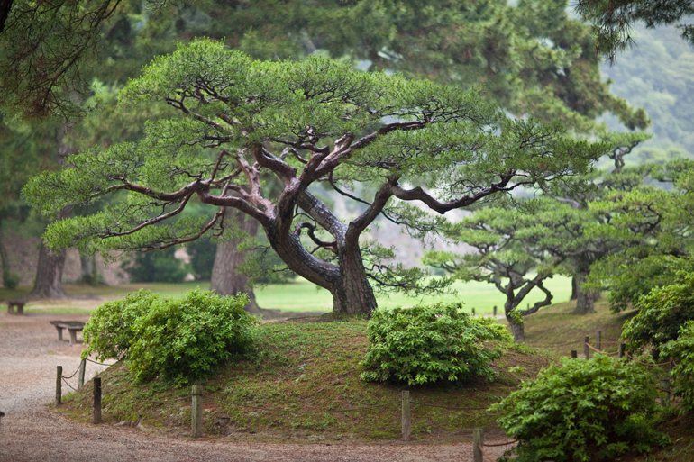 Moon Pine a Masterful Moment Bonsai Bark