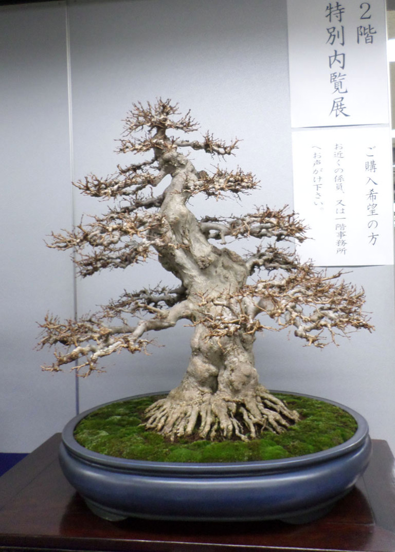  Most Expensive Bonsai Tree in the world Don t miss out 