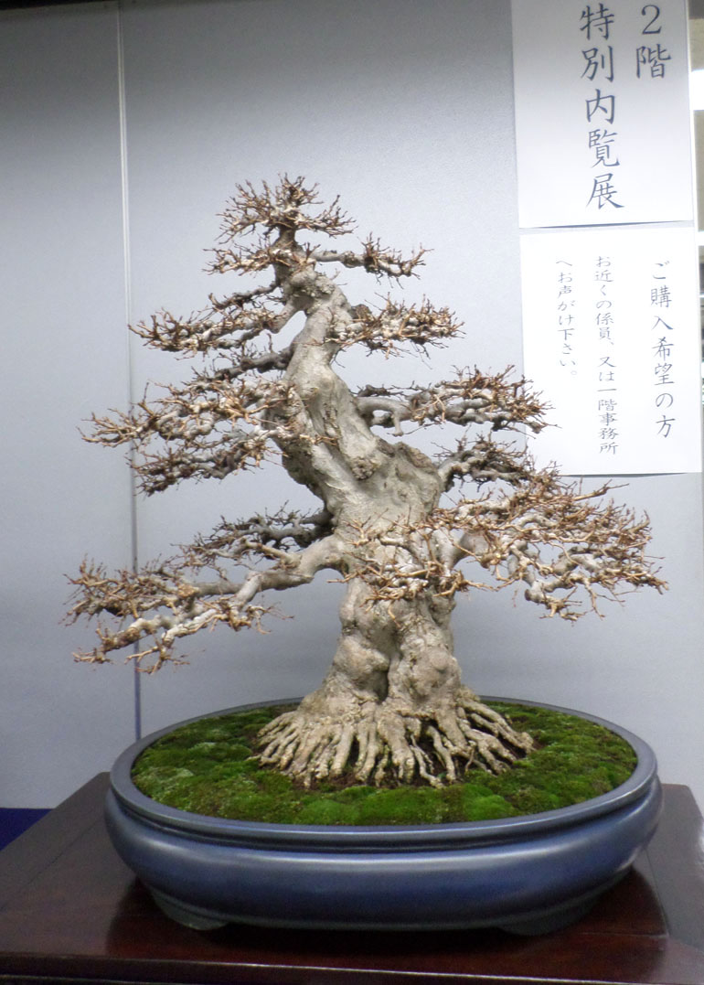 Best Most Expensive Bonsai Tree Ever Sold in 2023 Learn more here ...