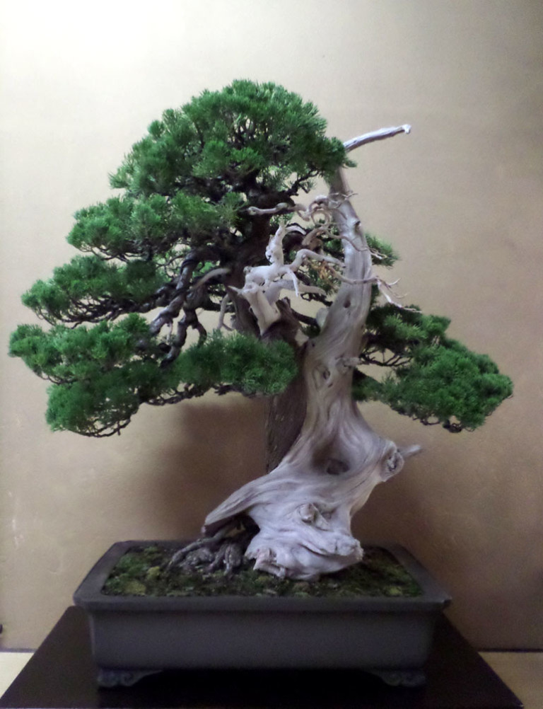 The Best Most Expensive  Bonsai  Market Bonsai  Bark