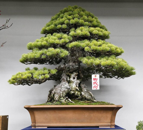 Not All the Best Bonsai Are For Sale, But There Are More Than Enough If ...