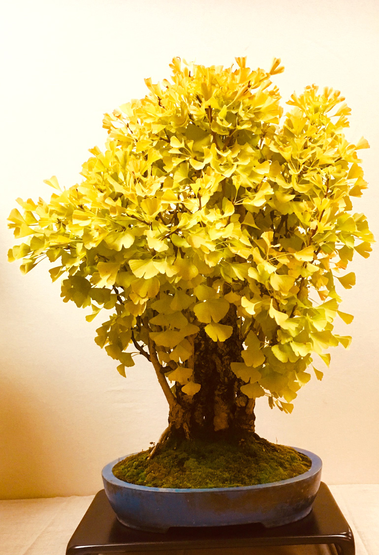 Ginkgo Bonsai – Spring, Summer & Fall – Stone Lantern