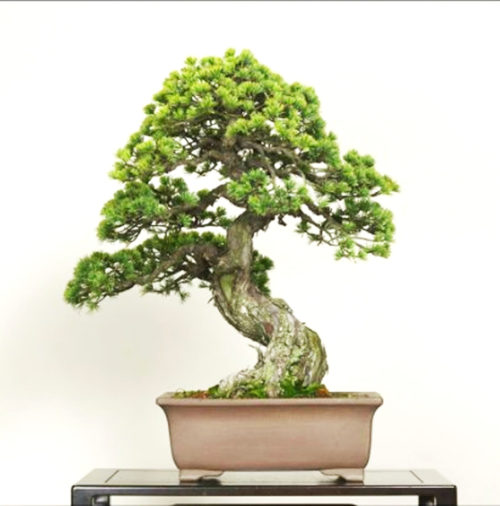 Bonsai Elegance from the Omiya Bonsai Art Museum | Bonsai Bark