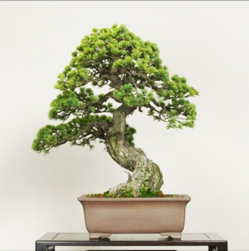 Weekly Wire: Bonsai Elegance, Yellow Flowers, Yang Ya & Tiny Assassins ...