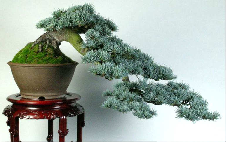 blue atlas cedar bonsai