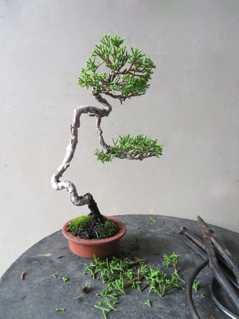 Bonsai Bark | Promoting and Expanding the Bonsai Universe | Page 58