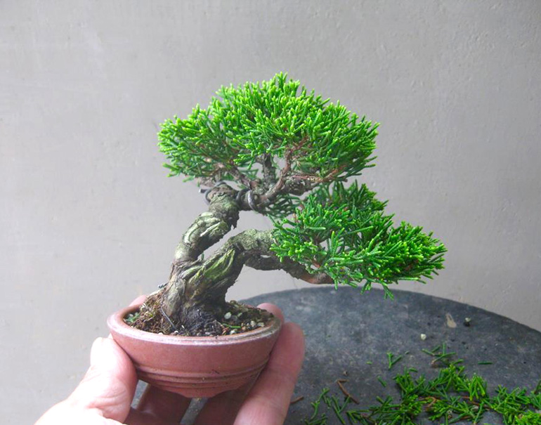 Mame Bonsai Xxx - More Sweet Little Trees & Bonsai Books Galore | Bonsai Bark