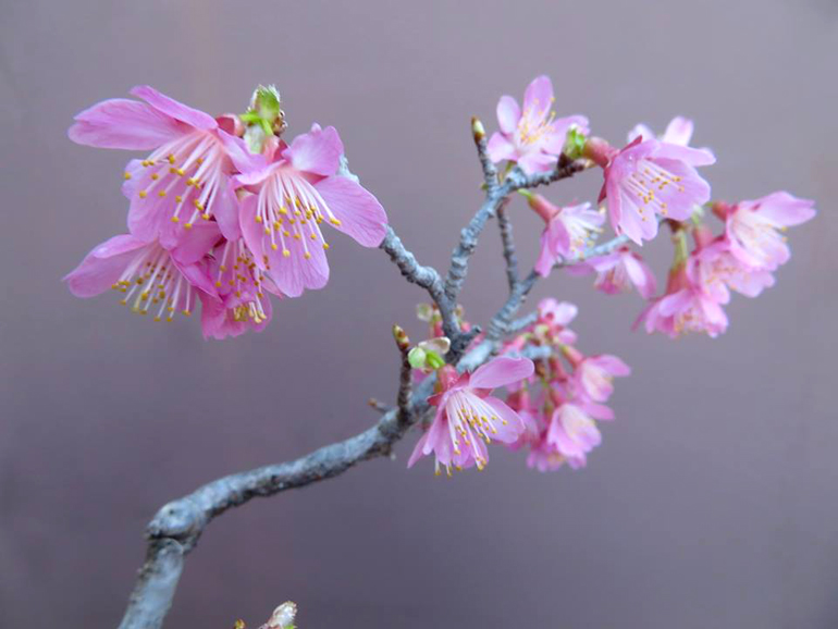 haruprunus