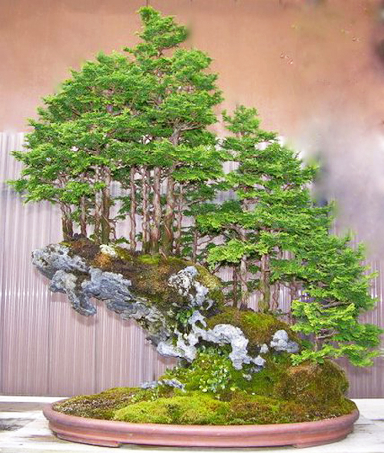 Two Masterpiece Bonsai  Forests an Inspired Imitation 