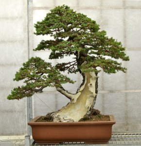 Suzuki, Santini & One Big Sabamiki | Bonsai Bark