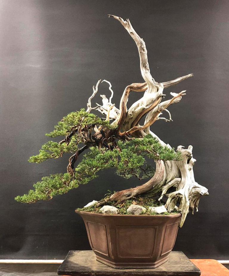 A Kimuraesque Bonsai Transformation Stone Lantern