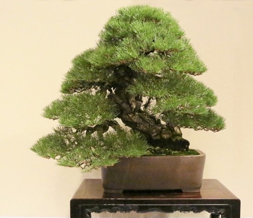 World Famous Masterpiece Bonsai | Bonsai Bark