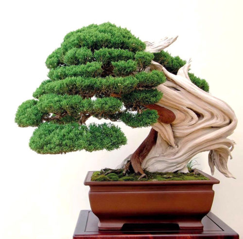 Bonsai Times 2,500 and Counting… | Bonsai Bark