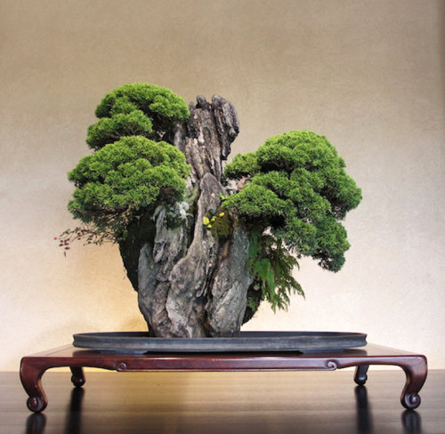 Bonsai Forest Rock Plantings | Bonsai Bark