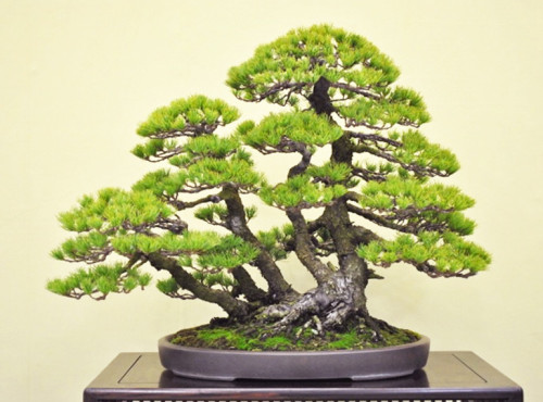 Multiple Trunks Sharing a Single Root Stystem – Clump Style Bonsai ...