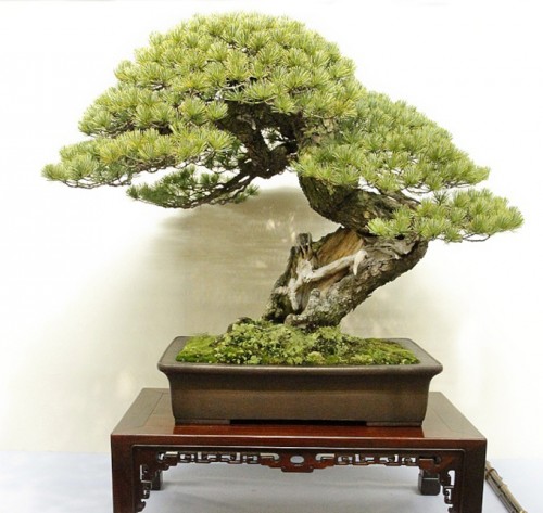 Kokufu 2014 – Time to Get Busy | Bonsai Bark