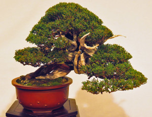 Nipping Around & Snapping at Noelanders Trophy | Bonsai Bark