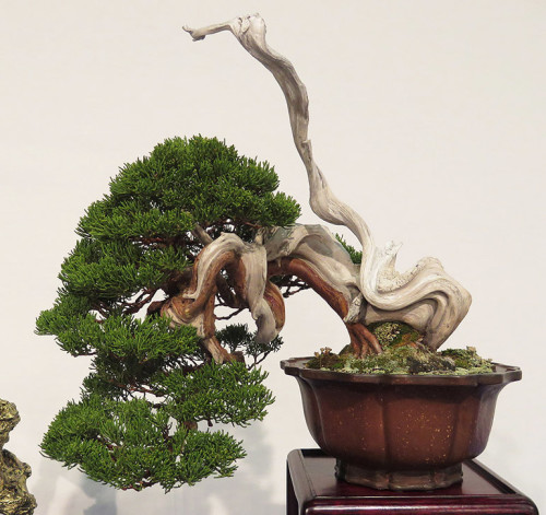 Nipping & Snapping at Noelanders – Part 2 | Bonsai Bark