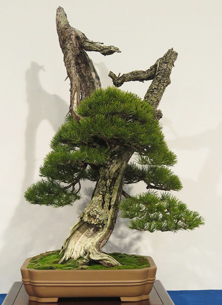 Nipping Around & Snapping at Noelanders Trophy | Bonsai Bark