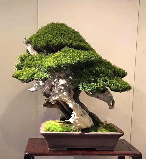 American Bonsai The Collection Stone Lantern