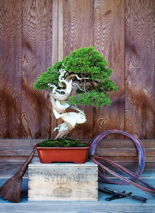 The Whole Bonsai Setup – Trees, Tools & Wire | Bonsai Bark