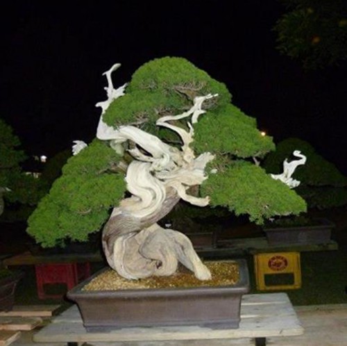 Shooting The Magician at Night | Bonsai Bark