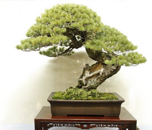 World Famous Masterpiece Bonsai | Bonsai Bark