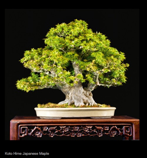 The 4th U.S. National Bonsai Exhibition Is Fast Approaching | Bonsai Bark