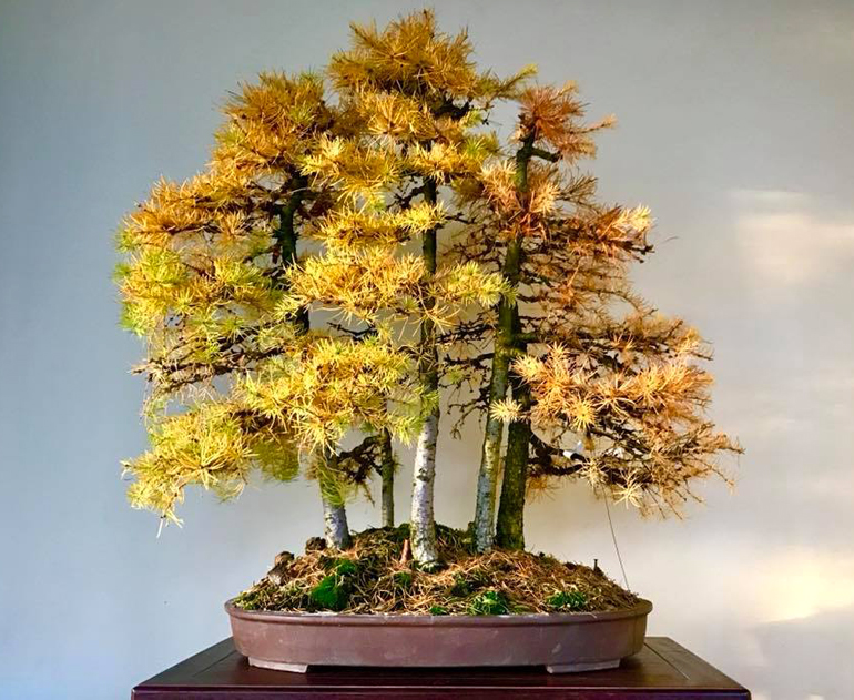 Japanese Larch Bonsai Tree at Dennis Gross blog