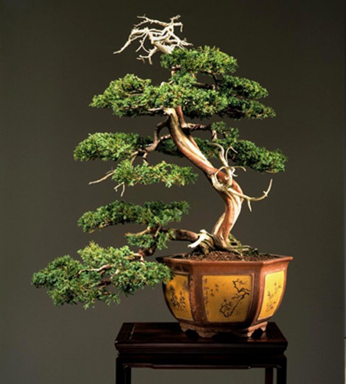 Rim shots new and improved bonsai bark