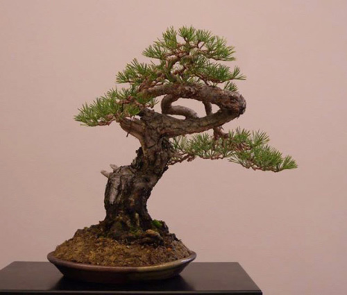 Bonsai Wiring Lesson | Bonsai Bark