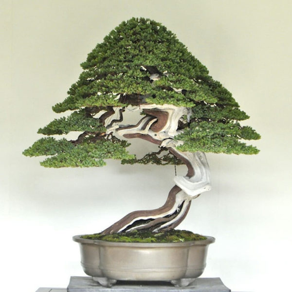 Juniper Bonsai – Before & After | Bonsai Bark