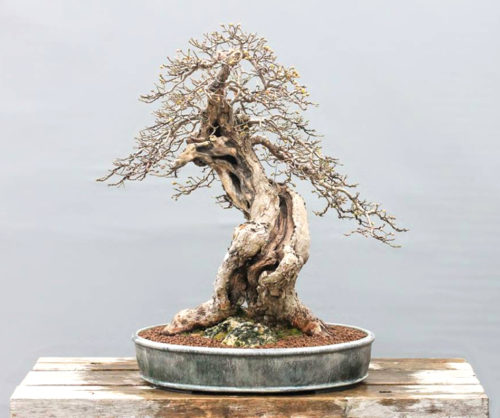 Magdalena’s Mixed Media Bonsai | Bonsai Bark