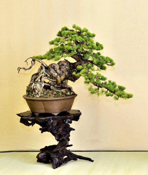 Majestic Bonsai Vista | Bonsai Bark