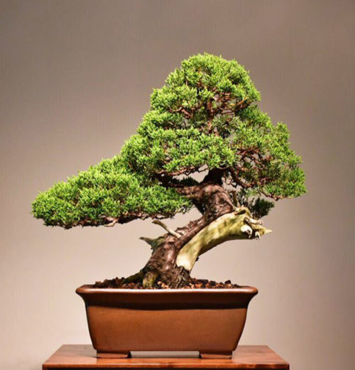 Bonsai Pioneer Mas Ishii & Michael Bonsai – Stone Lantern