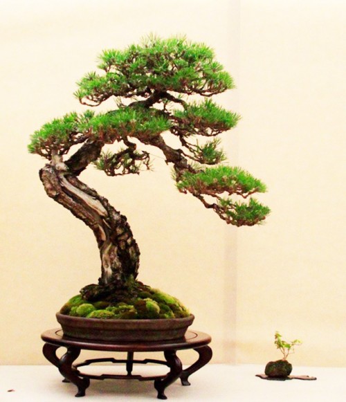 Bunjin Lives (Lungo vive il bunjin!) | Bonsai Bark