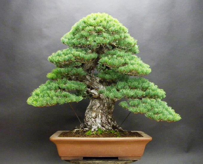 Japanese White Pine Bonsai Tree