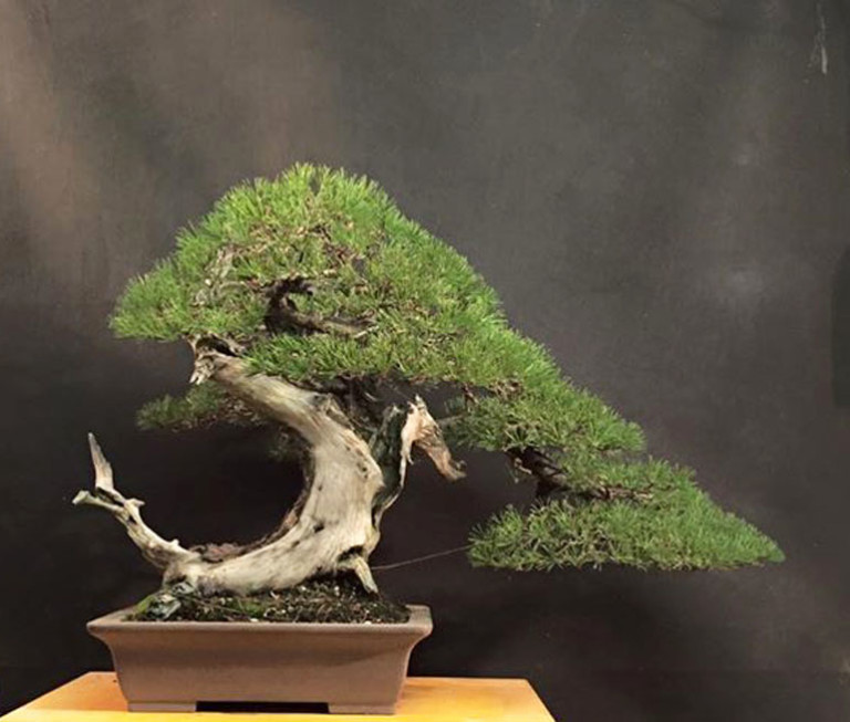 Bonsai Art, Circles & Curves | Bonsai Bark